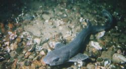Dog fish on a night dive Argarten Reef Scotland Using a M... by Alex Scott 