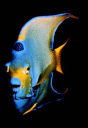 angel fish by Sergio Loppel 