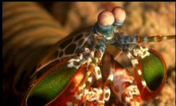 Mantis Shrimp captured using High Definition Video Camera by Pawel Achtel 