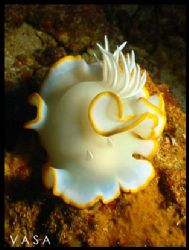Ardeadoris Egretta - White Nudibranch (4 inches long), Ph... by Vasa P. Sirinupongs 