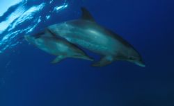 Bottle nosed dolphin, mother and calf taken off the house... by David Stephens 