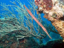 Trumpet, taken on the wreck of the City of Washington, Ke... by Ken Dean 