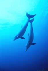 "Lovers", taken in Belize in 50 ft of water, mother is pr... by Ian T. Ogden 