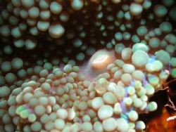 Morph, coralimorph taken on recent trip to Dominican Repu... by Ken Dean 