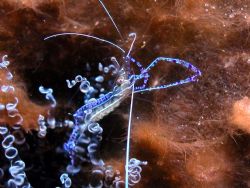 Shrimp, taken in Bayahibe, Dominican Republic, Nikon Cool... by Ken Dean 