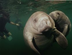 Manatees @ Crystal River Florida by Ian Brooks 