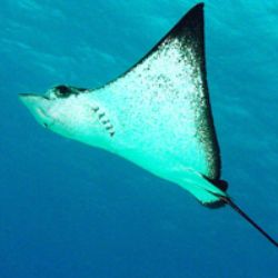 Eagle Ray - Saipan by M. Dalsaso 