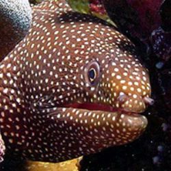 Whitemouth Moray- Saipan by Martin Dalsaso 