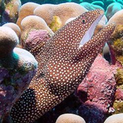 Whitemouth Moray- Saipan by Martin Dalsaso 