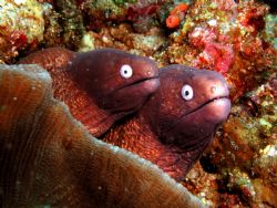 Two morays, Anilao Batangas, Olympus 3000Z in a Oly PT-01... by Luigi Abad Santos 