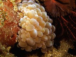 Soft Corals, Anilao Batangas Philippines by Luigi Abad Santos 