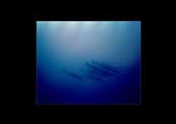 Diffrent take on the resident Barracuda to be found on th... by Steve Baillie 