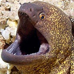 Yellowmargin Moray - Northern Mariana Islands by Martin Dalsaso 