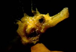 Hyppocamphus by Sergio Loppel 