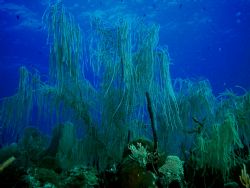 Deep Blue Willow, Key Largo, Nikon CP5000 by Ken Dean 