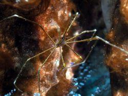 Arrow, Bayahibe, DR, Nikon CP5000 by Ken Dean 