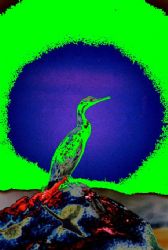 Cormorano by Sergio Loppel 