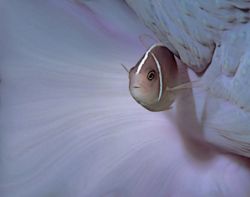 Manado, Indonesia, 105mm lens and two flashguns. Pink Ane... by Len Deeley 