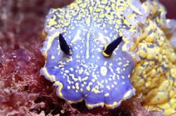 Nudibranch, Algarve, Portugal  Housed F90x,105 lens plus ... by José Augusto Silva 