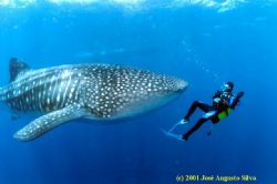 Whaleshark, Cape Vert Isl., housed F90x,fish-eye lens by José Augusto Silva 