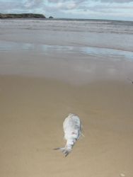 Dead fish. Found at Baleal, Portugal, on Feb. 10, 2003. S... by Joao Pedro Tojal Loia Soares Silva 