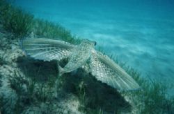 Flying Gurnard, taken in Kefalonia, Greece by Serban Virgil Ionescu 