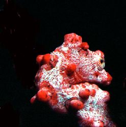 Pygmie Seahorse; Loloata Island, PNG; Housed Nikon F, 55m... by Rick Tegeler 