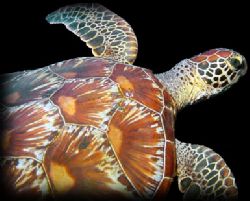 Turtle in Cave - Saipan by M. Dalsaso 