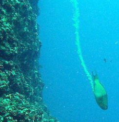 Parrotfish going, going, gone - NMI by M E Dalsaso 