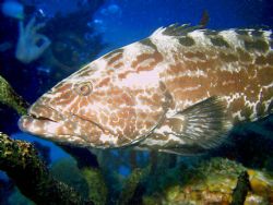 Bahamas, Grouper closeup. Reefmaster DC200 47ft. Bull Run by Gregg Schweitzer 
