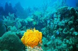 Taken off Cayman Brac using a Sea & Sea MX-10 by Chris Smith 