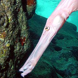 Trumpetfish    NMI by M. Dalsaso 