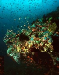 Teeming Reefs like this one are pretty common in the Phil... by Dan Kasberger 