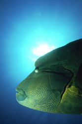 Napoleone - Hurgada (Red Sea) by Giorgio Puppi 