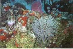 Sea Anenome, Palacar Reef, Cozumel. Sea & Sea MX-5 with K... by Kevin Robert Panizza 