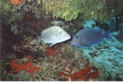 French Grunt and Blue Tang. Palancar Reef, Cozumel. Sea &... by Kevin Robert Panizza 