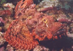 Scorpion Fish. South Point, Pulau Sipadan.  by Jeremy Lee 
