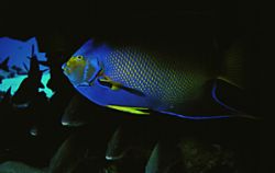 Queen Anglefish and friends caught hanging out under a co... by Rick Swart 