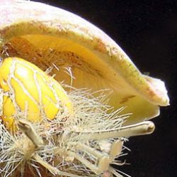 Crab in Turban Shell by M. Dalsaso 