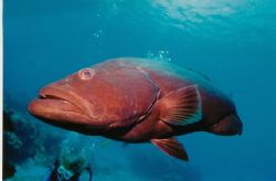 Grouper looking for food in cozumel very close focus Niko... by John Strickland 