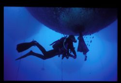 Diver inspecting the bottom of fish farming nets in eilat... by Andrew Woodburn 