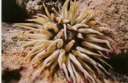 Night Dive 15 MM lense Cozumel by John Strickland 