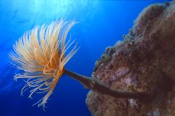 Spirografo Spallanzanii - Mar Mediterraneo - Italy - NiKo... by Mauro Serafini 
