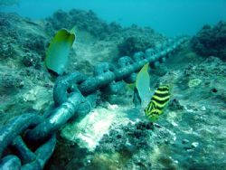The fish are very common but sadly so is this setting, we... by Antony Somerville 