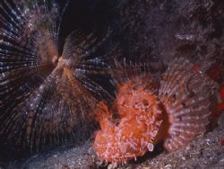 Scrfano Rosso e Spirografo Spallanzanii - Mar Mediterrane... by Mauro Serafini 