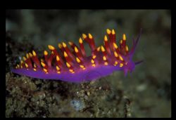 Gas flame nudibranch , sodwana bay  south africa, superma... by Andrew Woodburn 