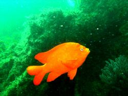 Catalina Garibaldi.  Olympus C-4000 in an Ikelite Underwa... by Kevin Robert Panizza 