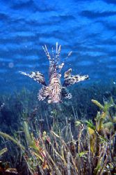 Line Fish, Red Sea-Saudi Arabi, F90x , Nikon 35mm by Khalid Ali M. Al-Shaikh 