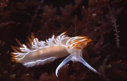 Nudibranch (Flabellina babai), shot in Baleal using Nikon... by Joao Pedro Tojal Loia Soares Silva 