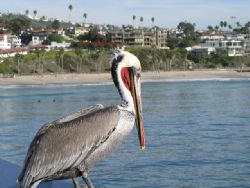 San Clemente Pelican. Olympus C-4000. by Kevin Robert Panizza 